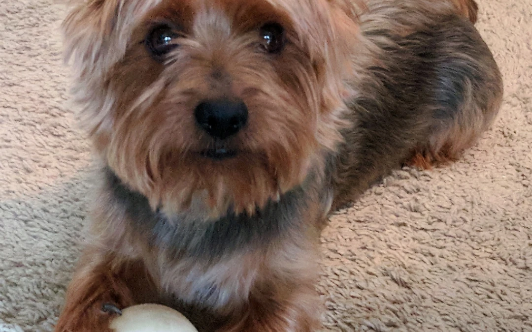 What my Yorkie taught me about communicating at the right level